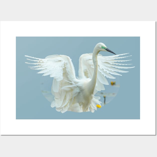 Great White Egret Landing! Wall Art by dalyndigaital2@gmail.com